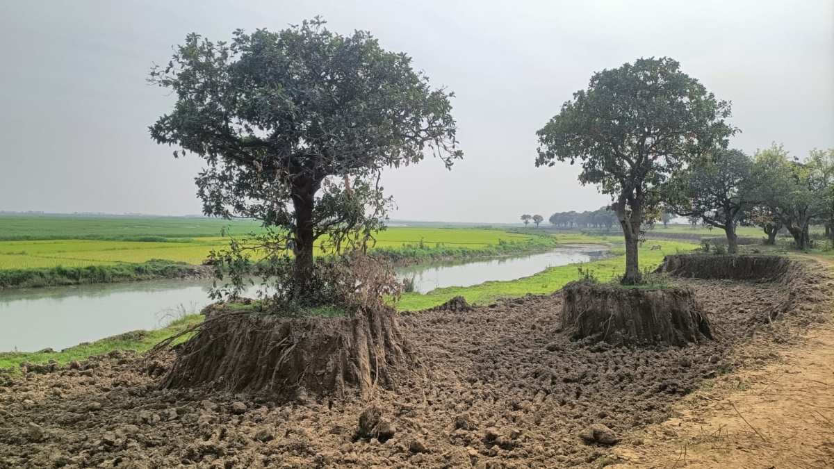 বাঁধ নির্মাণের কাজে টাঙ্গুয়ার হাওরে করচ গাছ নিধনের অভিযোগ