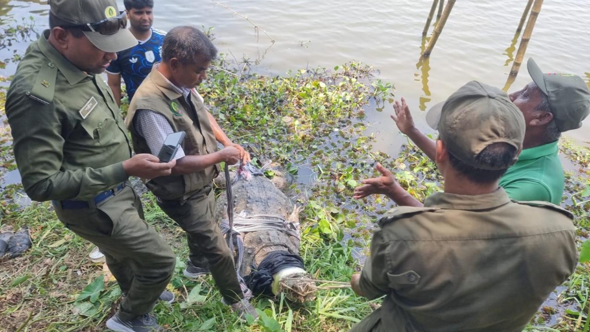 ক্ষুব্ধ খানজাহান আলী মাজার কর্তৃপক্ষ, কুমির ফিরিয়ে দেওয়ার দাবি