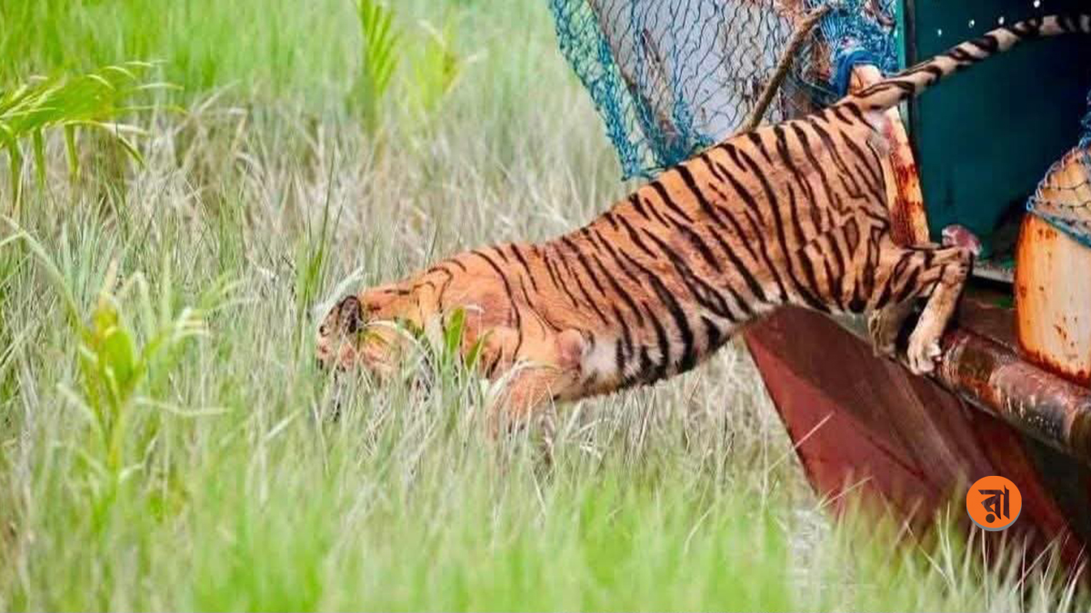 শিকারিদের ফাঁদে আটকা, ৬ মাস পর সুন্দরবনে ফিরল বাঘিনী