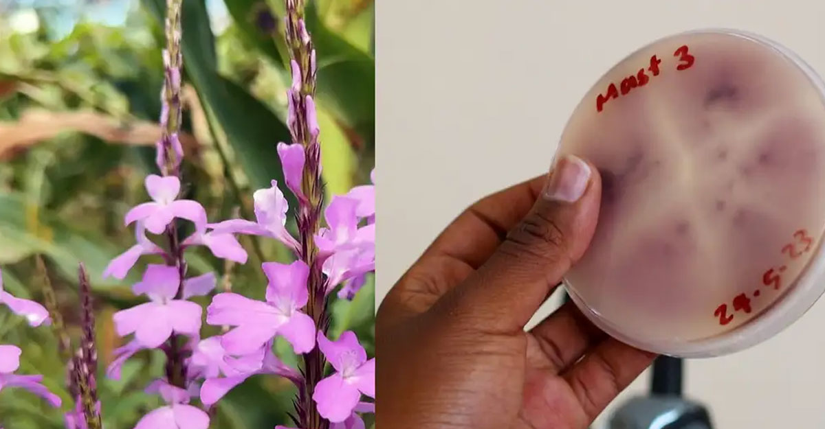 বিপজ্জনক ছত্রাক নিয়ে দুশ্চিন্তা
