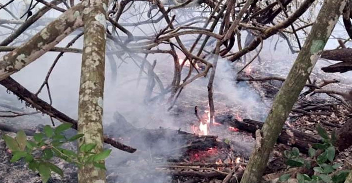 সুন্দরবনের আগুন নিয়ন্ত্রণে, কারণ জানতে তদন্ত কমিটি