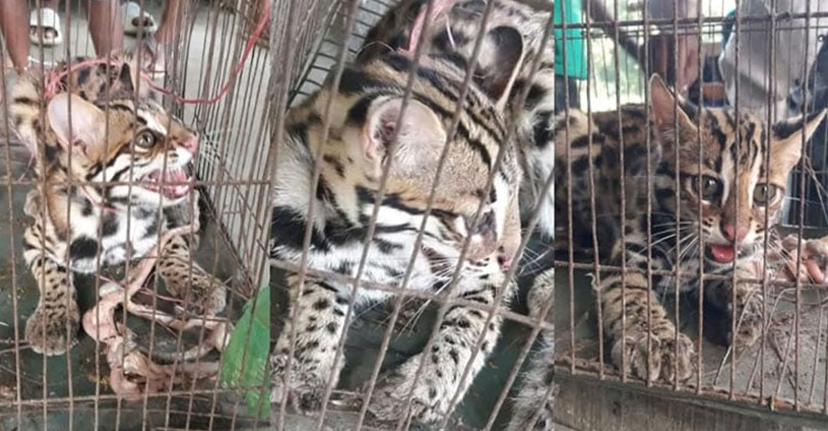 চাঁদপুরে ধরা পড়ল বিরল প্রজাতির ৩ প্রাণী
