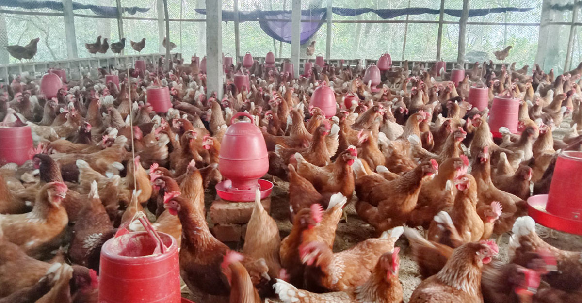 যশোর মুরগি উন্নয়ন খামারে উৎপাদন কম, বাড়ছে খরচ