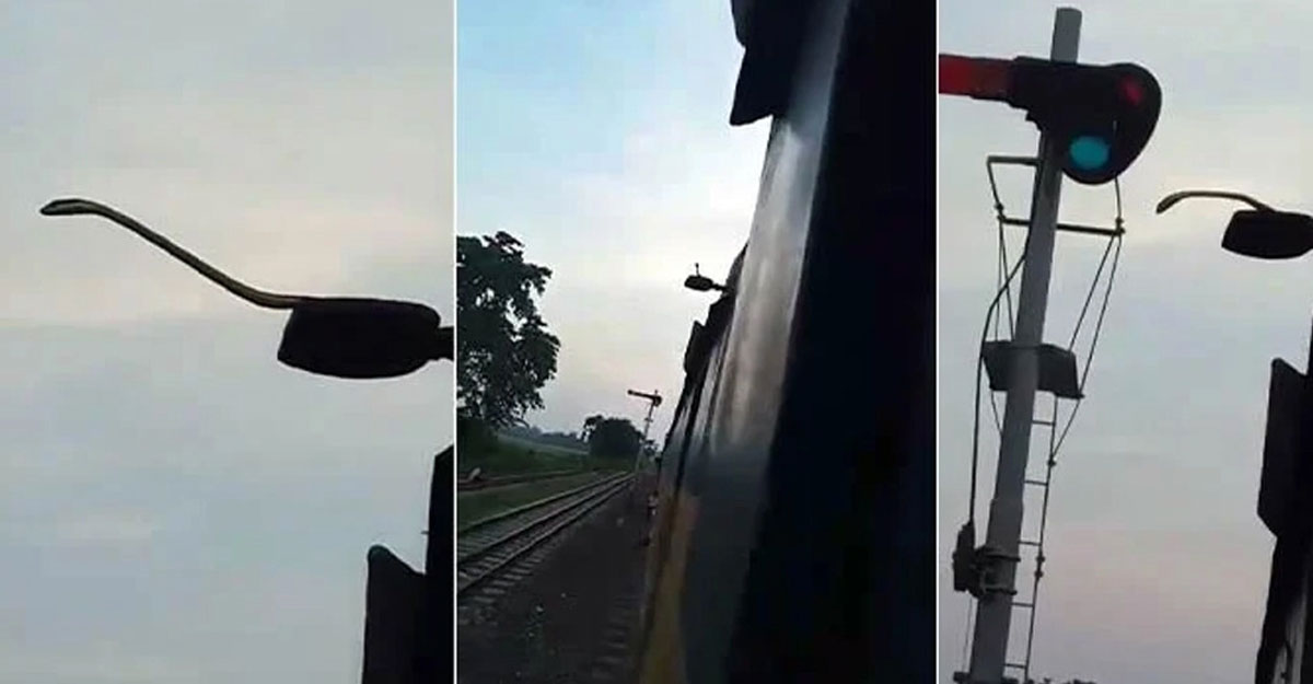 চলন্ত দোলনচাঁপার ছাদে দুলছিল সাপ, আতঙ্ক
