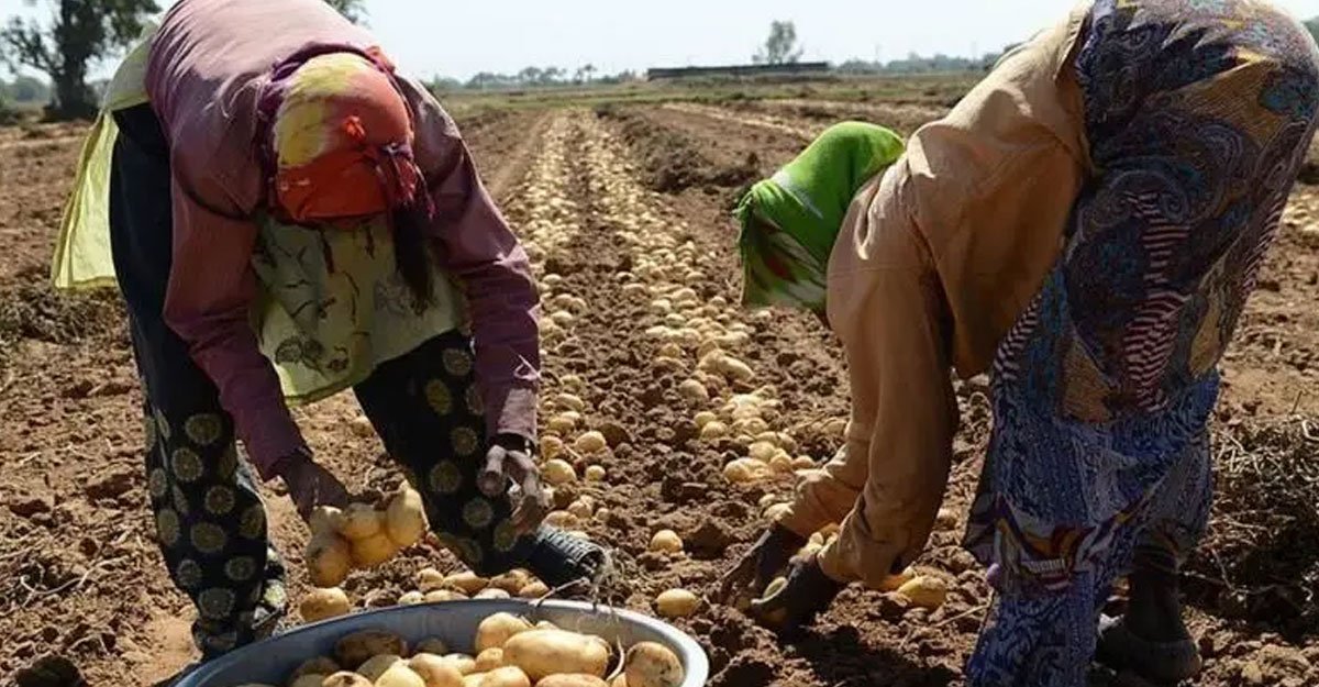 আলু চাষ করে এবার ‌‌‘ধরা খেয়ে গেছি’