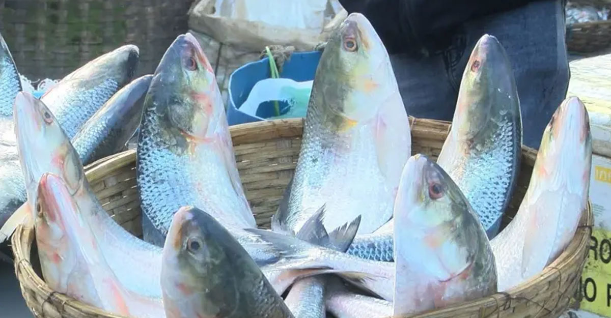 রপ্তানি নেই ইলিশের, তবু দাম কমছে না কেন?