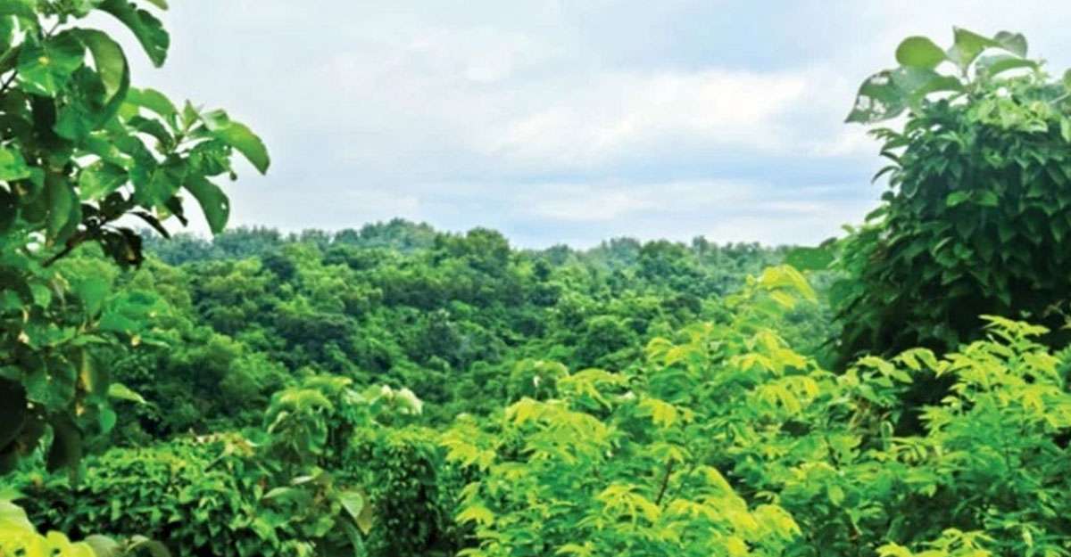 বঙ্গবন্ধু জনপ্রশাসন একাডেমির জন্য ৭০০ একর বনভূমি বরাদ্দ বাতিল