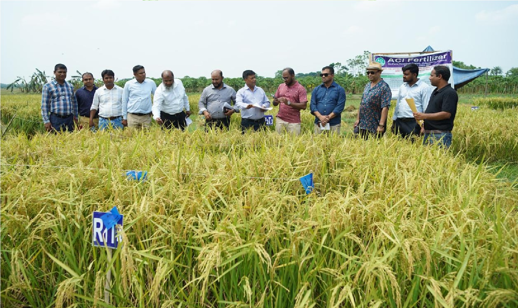 ব্রি উদ্ভাবিত এসিআই বায়ো-অর্গানিক সার ব্যবহার করে ধান উৎপাদন