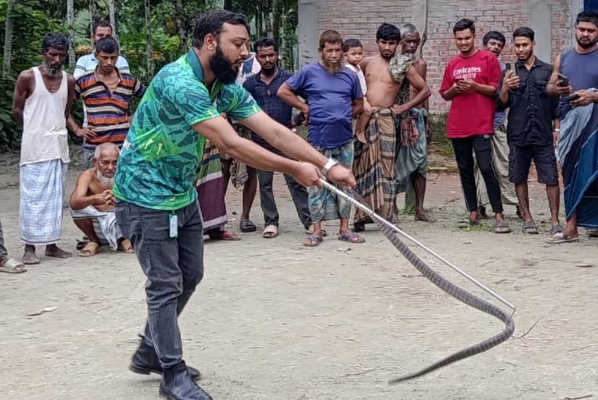 দাঁড়াশ ভেবে ধরা হয়েছিল বিষধর ‘ওয়ালস ক্রেট’, ৪ দিন পর অবমুক্ত