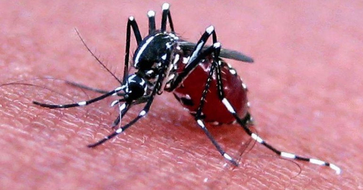 ডেঙ্গুতে আরও ৬ মৃত্যু, হাসপাতালে ১৫১২