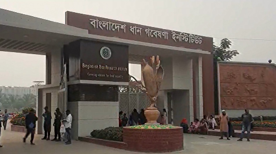 স্বাধীনতার পর থেকে দেশে ১১৩ জাতের ধান উদ্ভাবন
