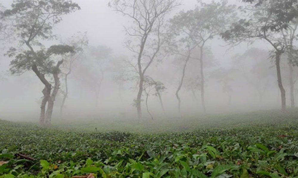 ১০ ডিগ্রির নিচে নামলো শ্রীমঙ্গলের তাপমাত্রা