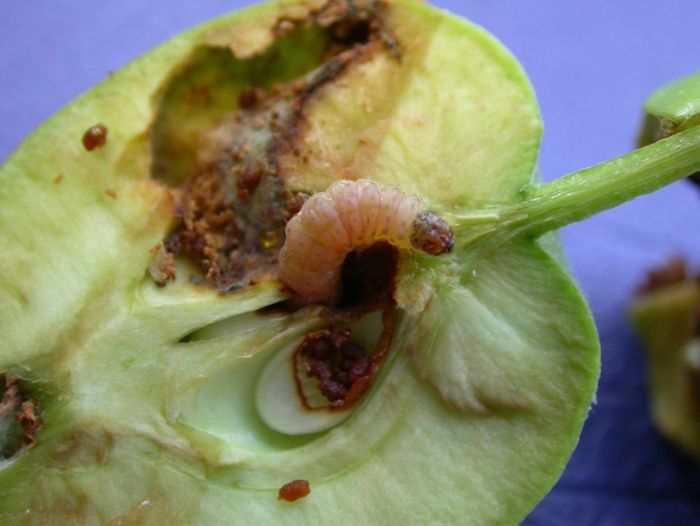 ফলের ভেতরে পোকা ঢুকে কীভাবে?