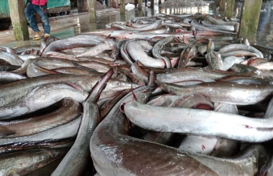 বরগুনার সোনা-বাইম মাছ বিদেশে রপ্তানি হচ্ছে