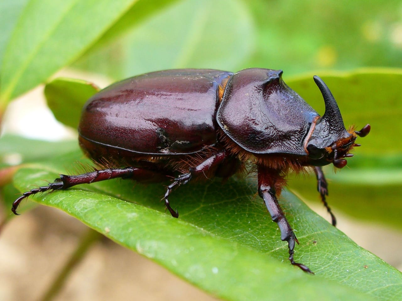অবিশ্বাস্য রকম ভারবাহী পোকা