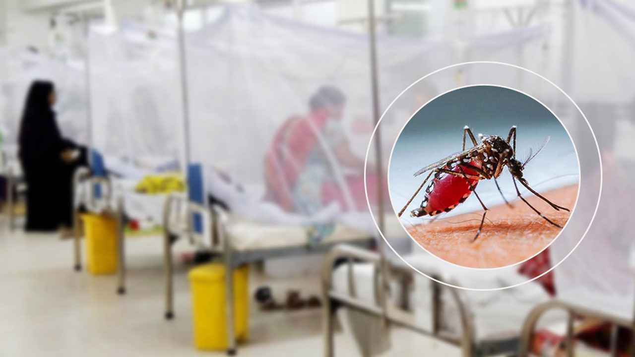 ডেঙ্গু নিয়ে আরও ২২ জন হাসপাতালে ভর্তি