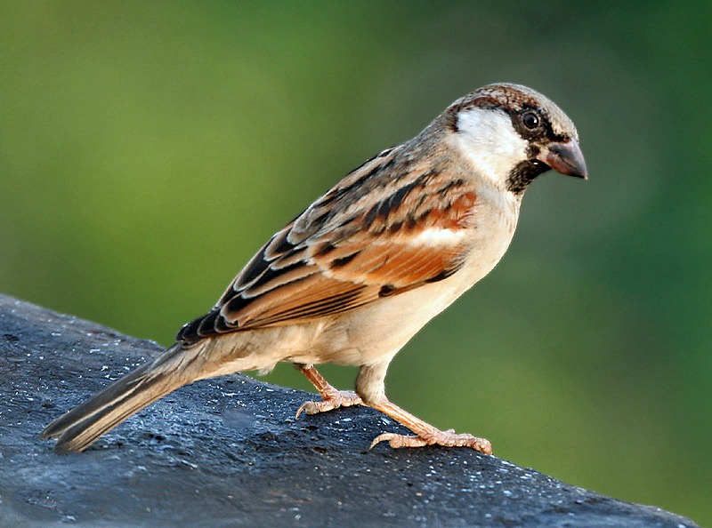 মাও সে তুংয়ের চড়ুই-কাণ্ড