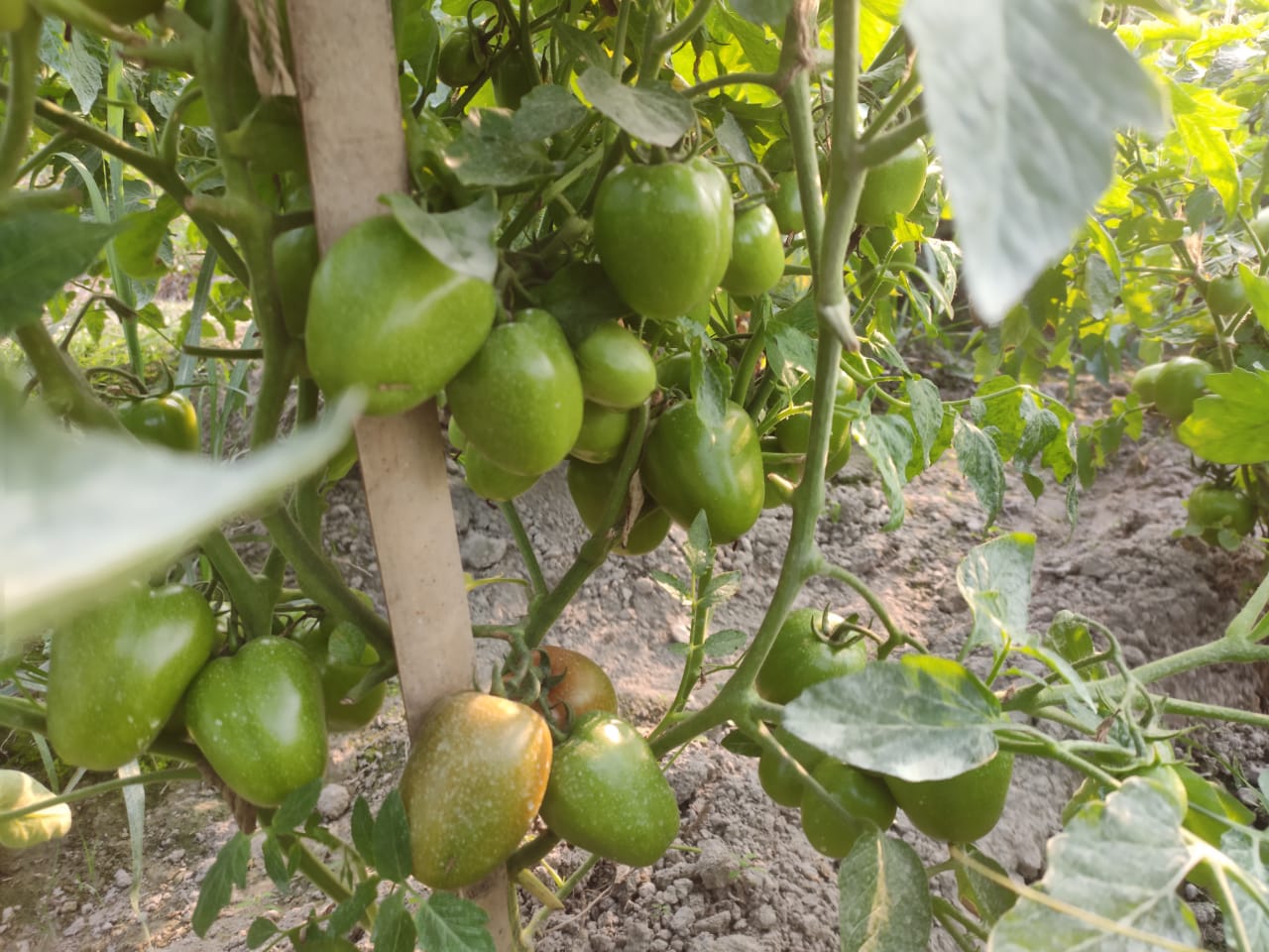 শ্রীনগরে টমেটো চাষে লাভবান কৃষক