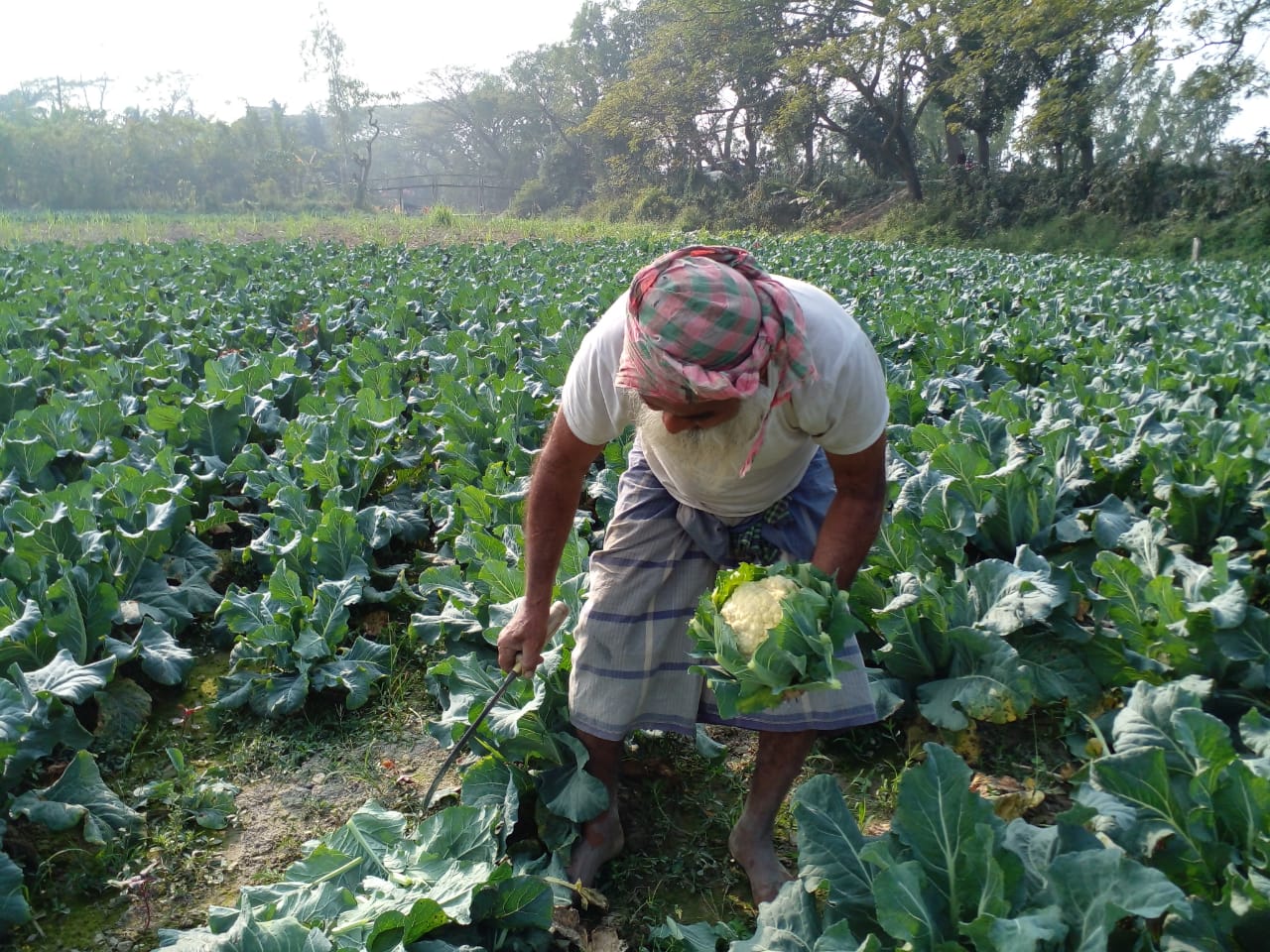 শ্রীনগরে ফুলকপি চাষে স্বাবলম্বী কৃষক