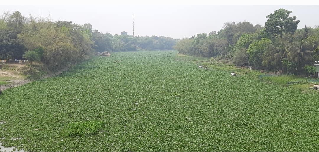 কচুরিপানায় যায় যায় নড়াইলের চিত্রা