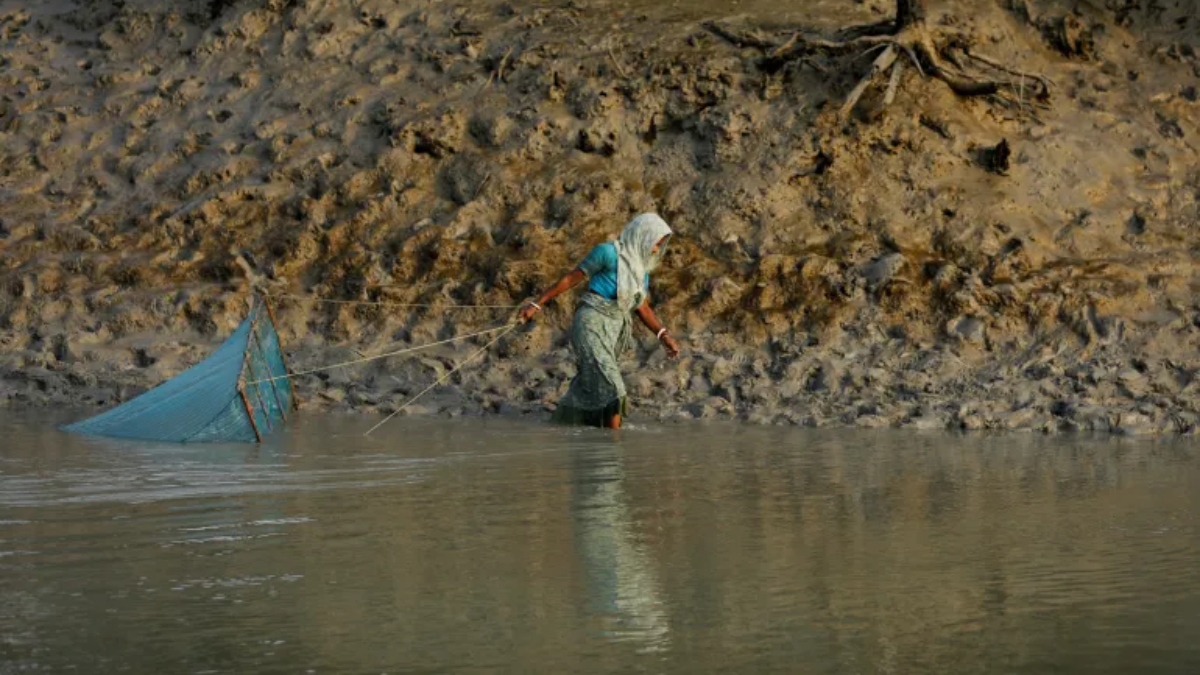 অনুপ্রবেশ ঠেকাতে সীমান্তে কুমির ছাড়বে ভারত, চাষ করবে সাপ!