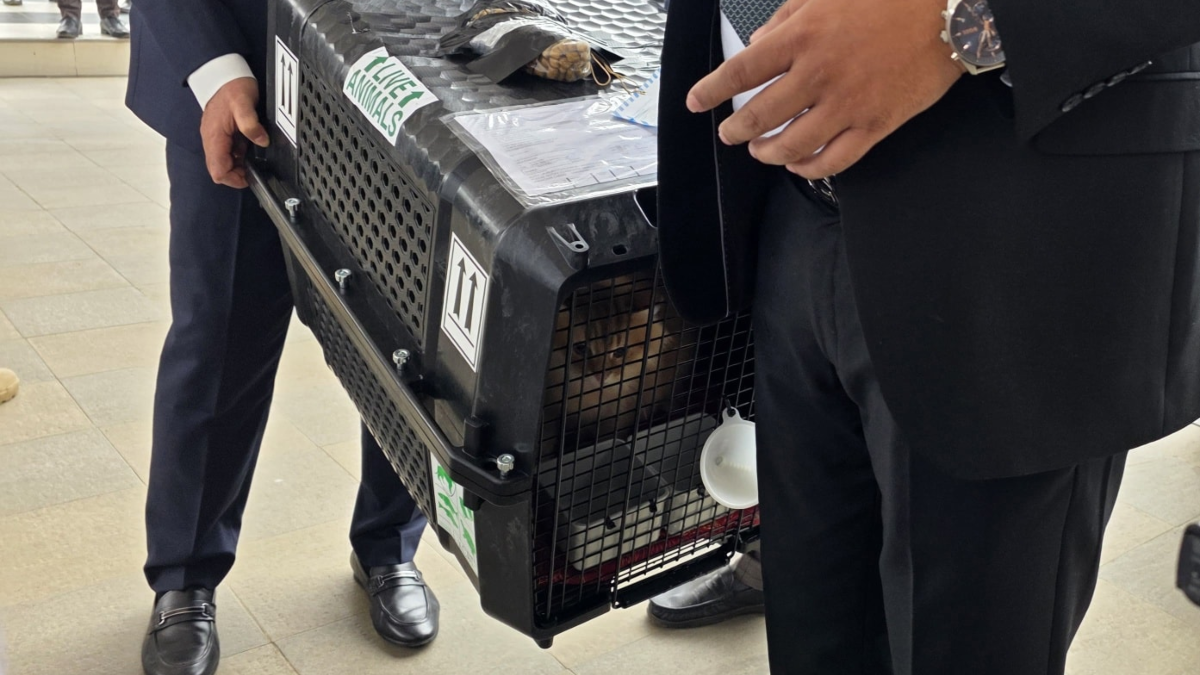 তারেক রহমানের সঙ্গে দেশে ফিরেছে পোষা বিড়াল জেবু