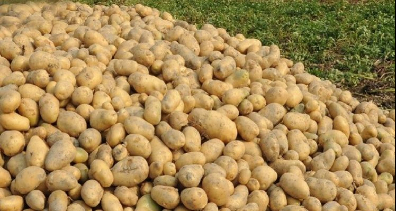 ফের আলু রপ্তানি বন্ধ করল ভারত