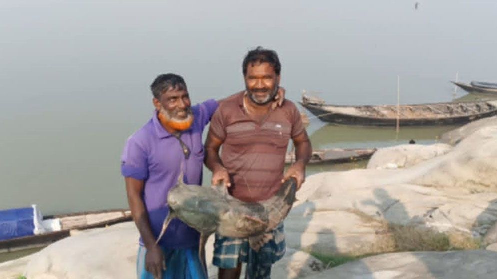 পদ্মায় জেলের জালে ধরা পড়ল ১১ কেজির বাঘাইড়, সাড়ে ১১ হাজারে বিক্রি