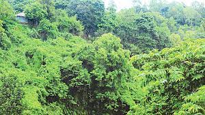 কক্সবাজারে ‘রক্ষিত’ বনভূমির বরাদ্দ বাতিল