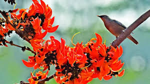 বসন্তের ছোঁয়ায় প্রাণোচ্ছল প্রকৃতি