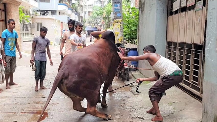 কোরবানির পশুর লাথি-গুঁতায় পঙ্গু হাসপাতালে ৩৩ জন