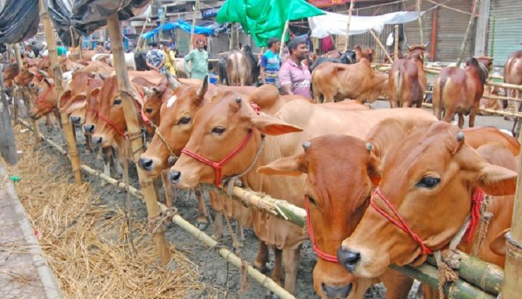 বিক্রি হলো না সাড়ে ২৩ লাখ পশু