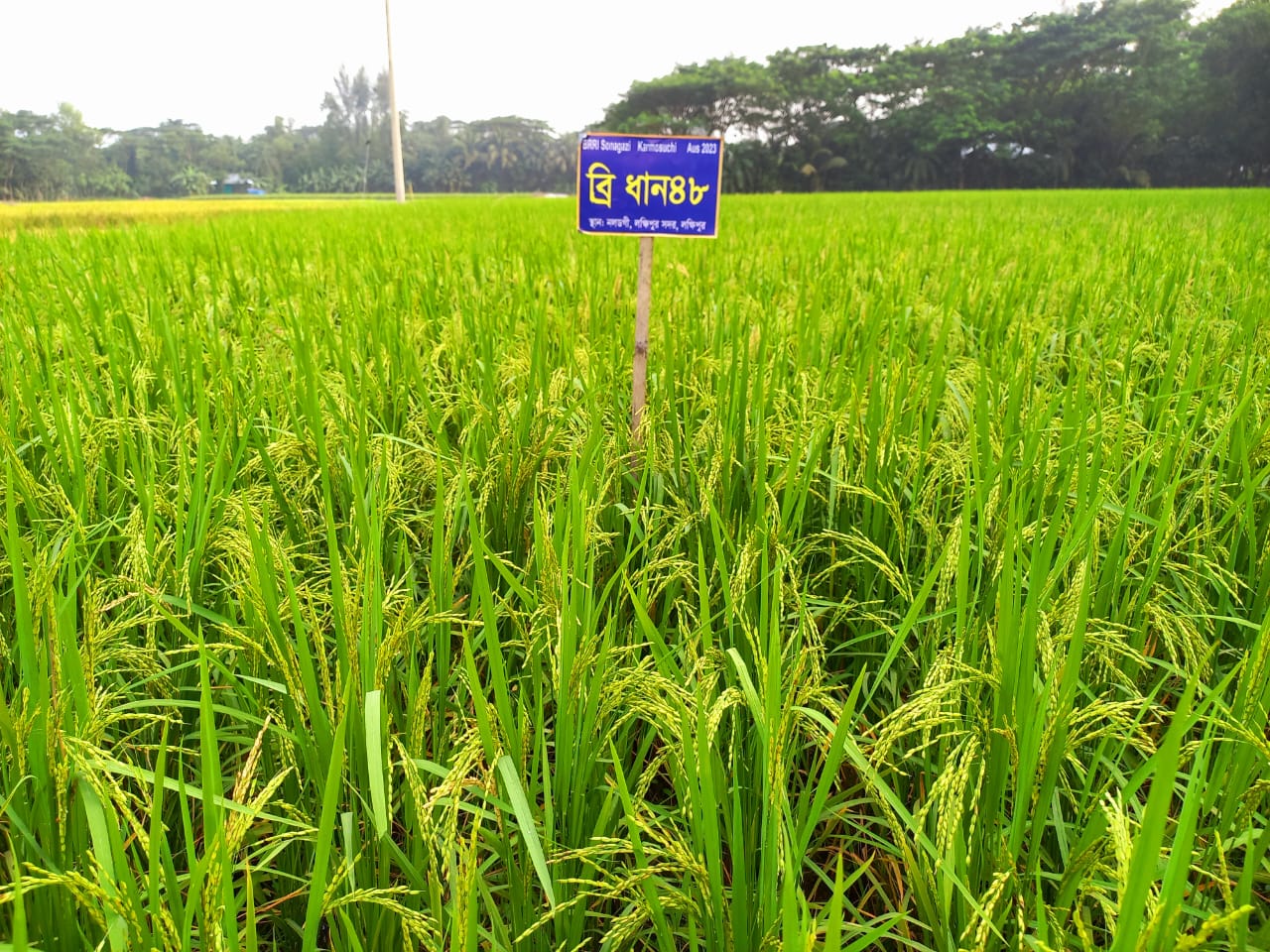 আউশের উৎপাদন বাড়াতে ৬৪ কোটি টাকার প্রণোদনা