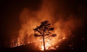 দ. কোরিয়ায় ভয়াবহ দাবানলে নিহত ২৪