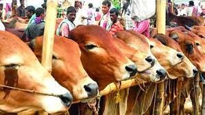 ঢাকা উত্তরের ৯ স্থানে বসবে পশুর হাট