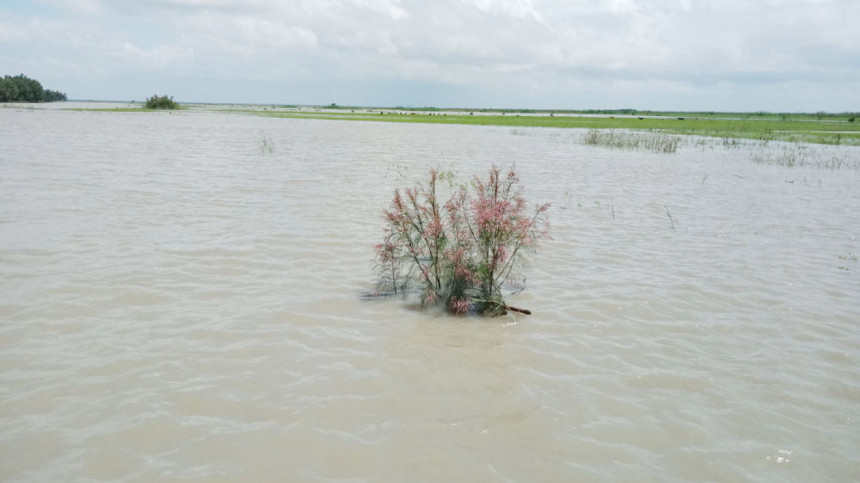 সিরাজগঞ্জে বিপৎসীমার ওপরে পানি, আতঙ্কে যমুনাবাসী