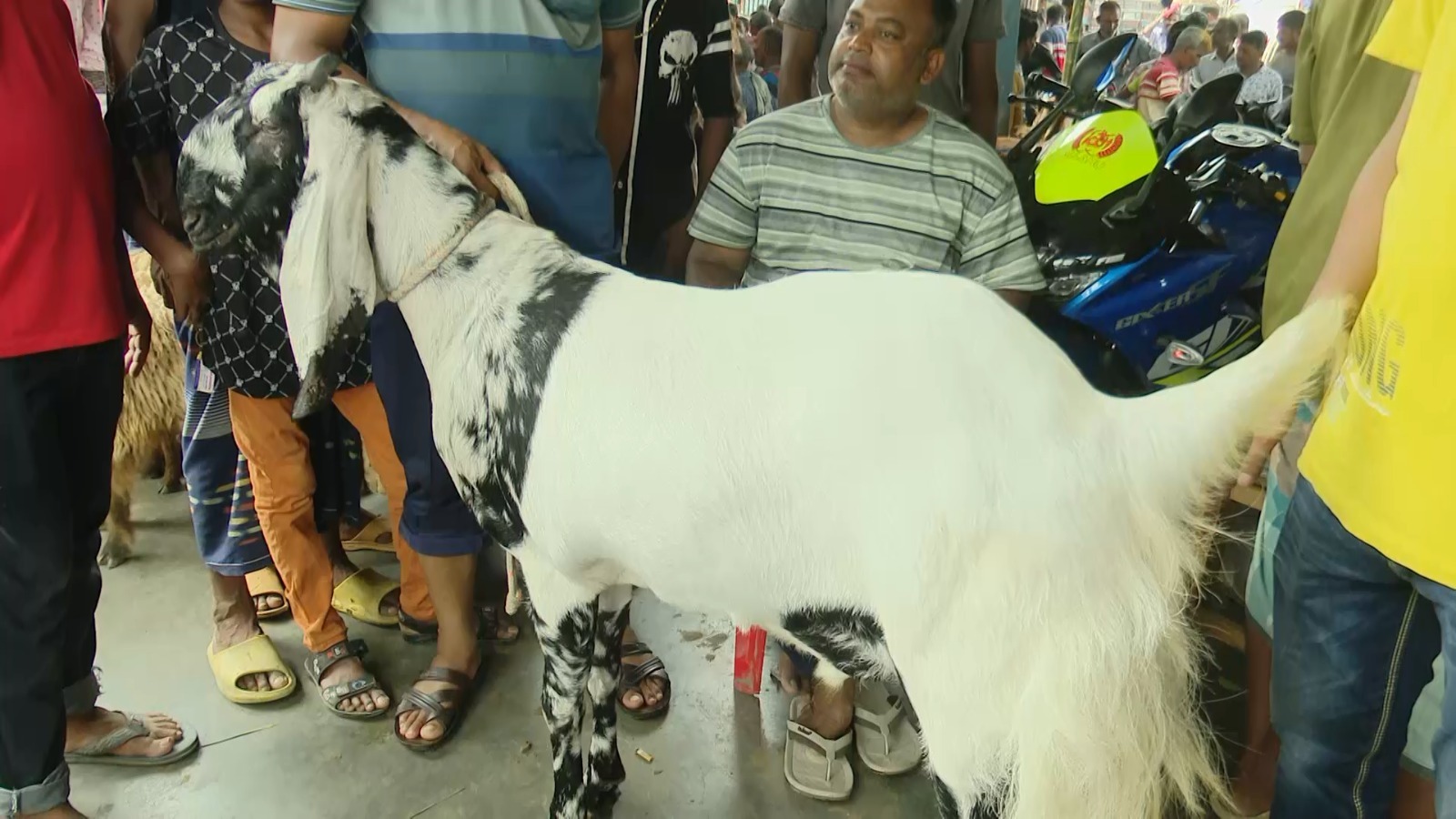 ‘টাইগার ও লাল্টু’ নামে জোড়া ছাগলের দাম ২ লাখ!