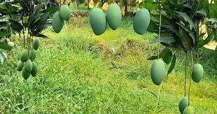 নওগাঁয় গাছ থেকে গুটি আম নামানো শুরু