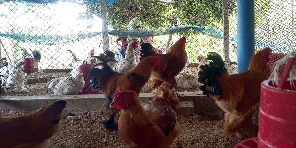 উন্নত জাতের মুরগির খামারে স্বাবলম্বী আলিফ