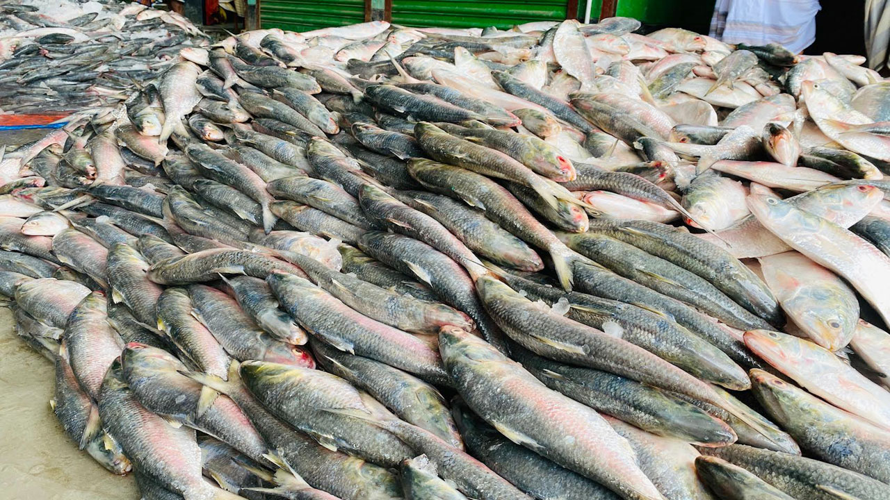 ৩০ মণ ইলিশ নিলামে ছয় লাখ টাকায় বিক্রি