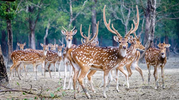 সুন্দরবন থেকে ৫৪ মৃত হরিণ উদ্ধার