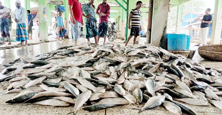 জেলের জালে উঠে এলো ২২০ মণ ইলিশ