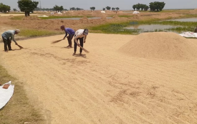 হাওরের প্রায় শতভাগ বোরো ধান কাটা শেষ