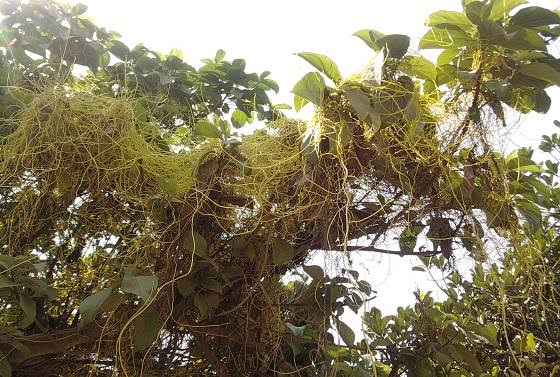 রসালো স্বর্ণলতিকা