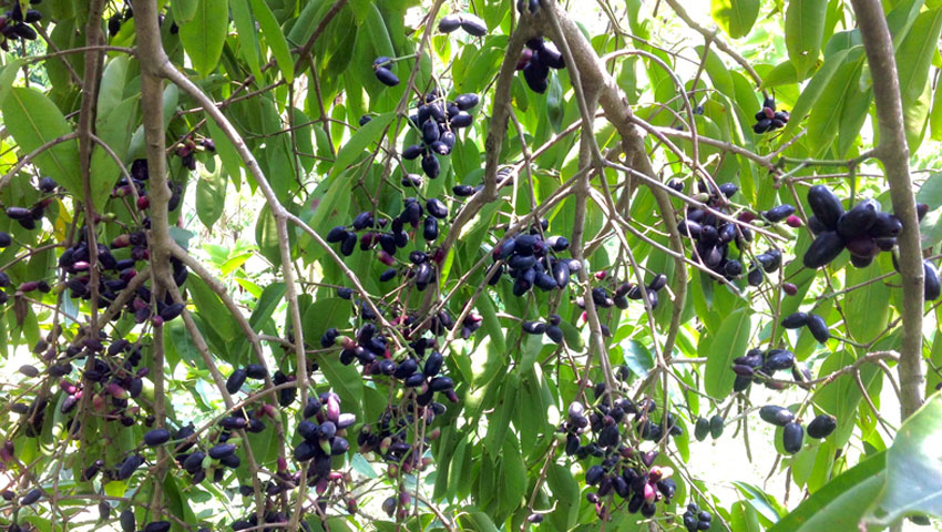 জাম গাছ থেকে পড়ে কিশোরের মৃত্যু