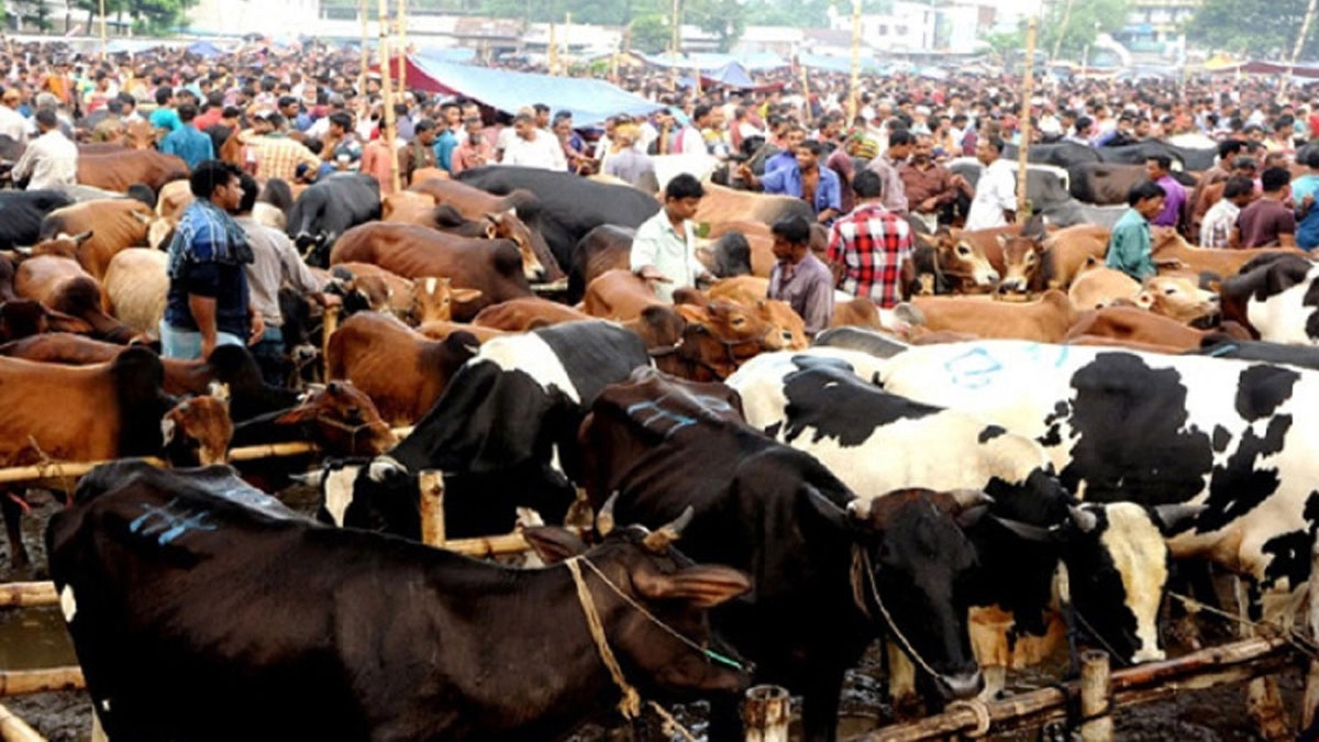 এবার রাজধানীতে বসছে ২৭ কোরবানির পশুর হাট