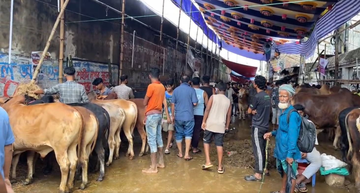 পশুর হাটে ‘অপেক্ষার খেলা’: চড়া দাম, নজর কাড়ছে বিশাল সব ষাঁড়