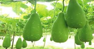 লাউ খাওয়ার যত স্বাস্থ্য উপকারীতা