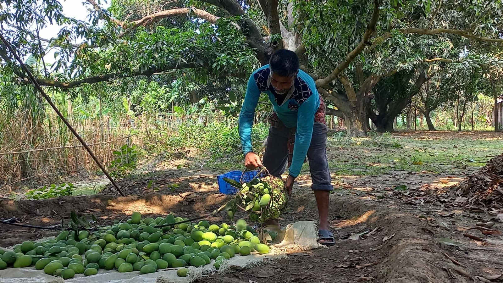 জ্যৈষ্ঠের শুরুতেই গুটিজাত দিয়ে রাজশাহীতে আম পাড়া শুরু