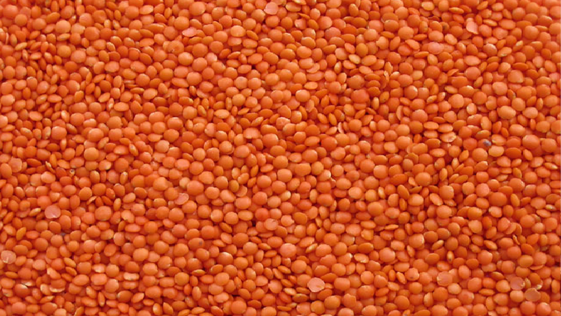 টিসিবির জন্য ৬ হাজার টন মসুর ডাল কিনবে সরকার